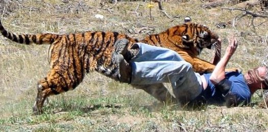 Duel Hadap-hadapan dengan Harimau Sumatera, Sopian  Dicabik-cabik, Tapi Selamat Setelah Lakukan Aksi Berani Ini...