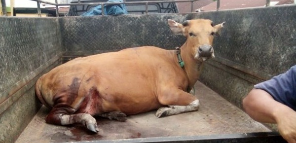 Sapi di Siak Ini Berlumur Darah, Diduga Dimangsa Mahkluk Misterius