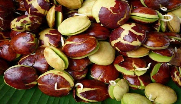 Jangan Makan Jengkol Terlalu Banyak, Ancaman Serius untuk  Ginjal
