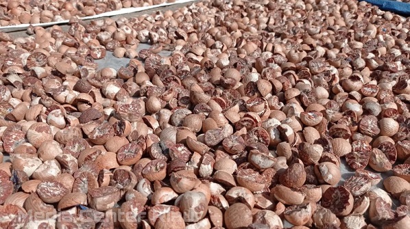 Harga Pinang Kering di Riau Naik Minggu ini..