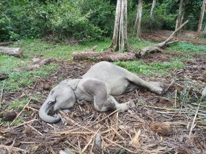Malang! Anak Gajah Bernama Damar Ditemukan Mati di TWA Buluh Cina Kampar