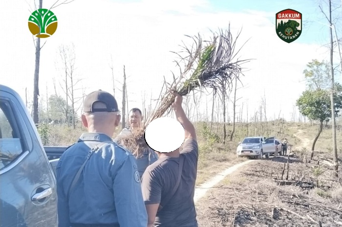 Ditjen Gakkum Amankan Pelaku Kebun Ilegal di Tahura SSH Minas