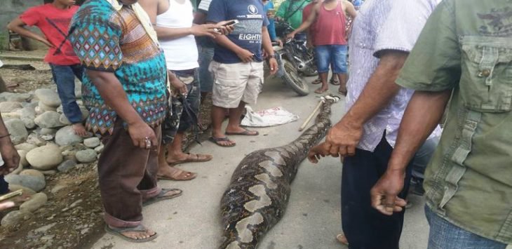HEBOH... Warga Tangkap Ular Piton Sepanjang 6 Meter yang Lemas Usai Telan Kambing, Nih Fotonya