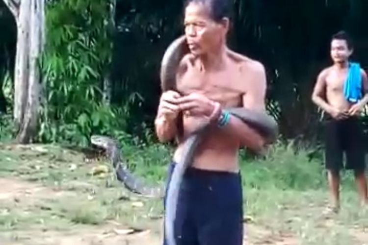 Tewaskan Dukun Kampung, Keluarga Akhirnya Bunuh King Kobra Sepanjang 5 Meter 