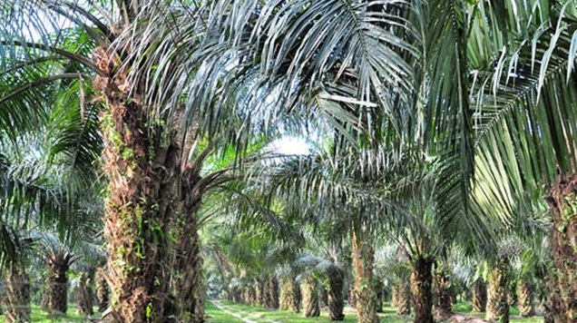 WOW... Riau Jadi Daerah dengan Areal Perkebunan Kelapa Sawit Terluas di Indonesia,  Luasnya Dua Kali Lipat Sumut...