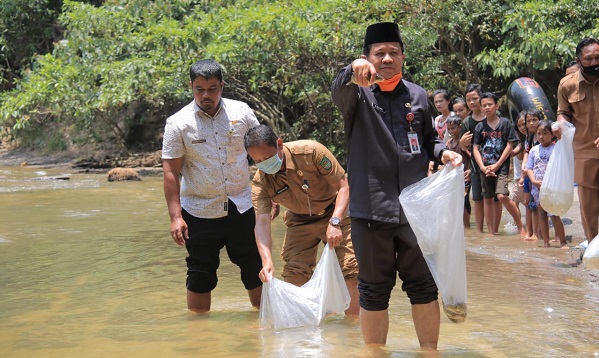 Pemkab Rokan Hulu  Lepas  10.000  Benih Ikan Di Pemandian Napal Sei Puo