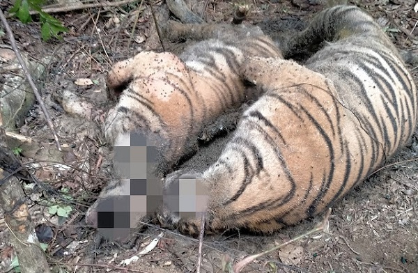 TRAGIS!  Tiga Ekor  Harimau Sumatera Mati Berdekatan Terikat Jerat Babi