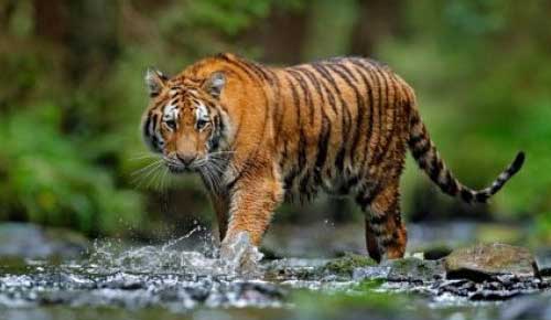 Duduk Berempat Cari Sinyal Handphone, Pemuda Air Batu Tewas  Diterkam Harimau
