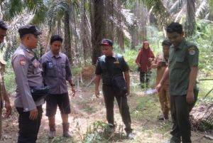 Sapi dan Kambing Warga Mati di Bandar Petalangan, Diduga Dimangsa Harimau