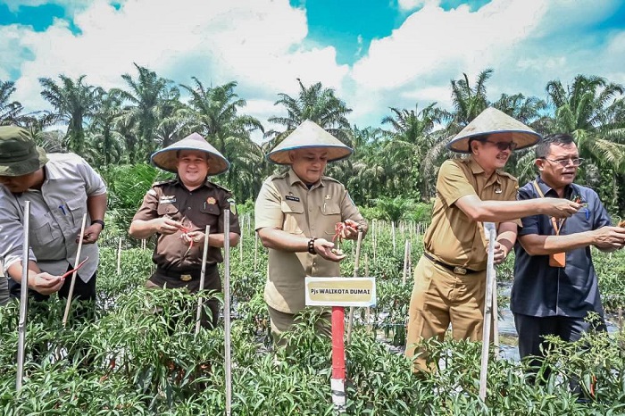Panen Raya Komoditas Cabe Keriting, Poktan Tani Jaya Siap Berkontribusi Dalam Pemenuhan Kebutuhan Pasar Di Kota Dumai
