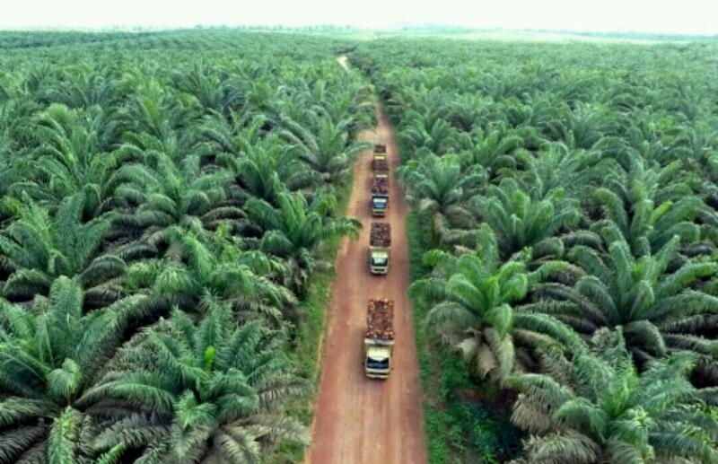 JANGAN KAGET.... Segini Luas Kebun Kelapa Sawit di Riau, Rohul Paling Banyak, Meranti Nihil 