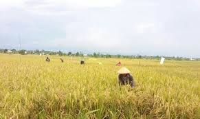 Luas Panen dan Produksi Padi Riau 2025 Meningkat