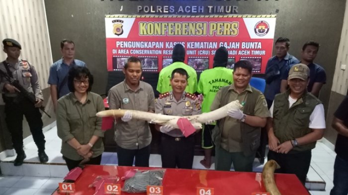 TERUNGKAP...Polisi Tangkap 2 Pelaku Pembunuhan Gajah Jinak Bunta, 2 Lagi DPO