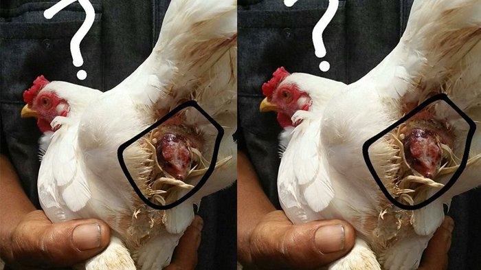 BIKIN GEGER... Ada Ayam Warga Beranak Bukan Bertelor, yang Bilang Ini Bohong Tonton Videonya