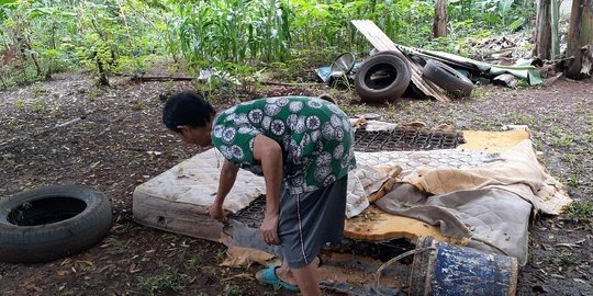 Ih Serem! Ular Sanca Sepanjang 3 Meter Sembunyi di Kasur Nenek Rohimah