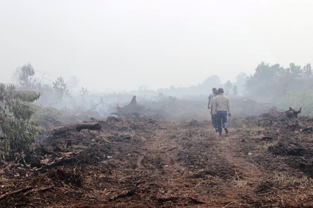 50 Hektar Lahan di Air Hitam Pekanbaru Terbakar