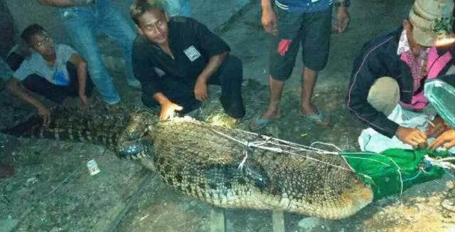 Warga Tangkap Buaya Besar di Aliran Sungai Batanghari, Kabarnya Ada yang Lebih Besar Lagi