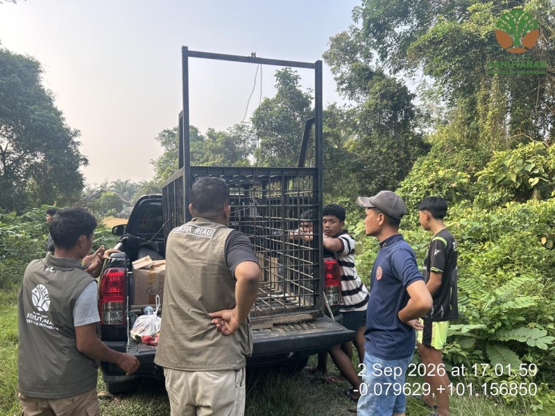 BBKSDA Riau Pasang Trap Kendalikan Beruang di Desa Kuntu Kampar