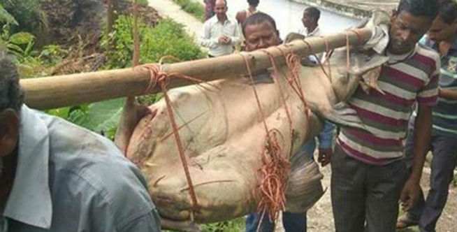 OMG Besarnyaaa...Warga Desa Ini Tangkap Ikan Lele Raksasa