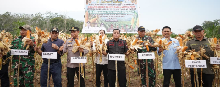 Kuansing Panen Raya Jagung Pipil, Hasilkan Lebih 50 Ton