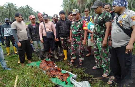 Diterkam Buaya, Pekerja PT RSUP Pulau Burung Ditemukan Tercabik-cabik tak Utuh Lagi...