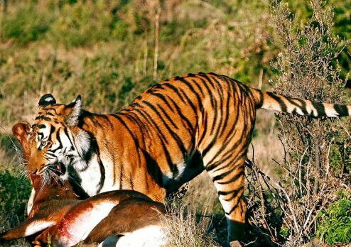 Teror Harimau Bikin Resah Warga Sinaboi-Rohil, Sukro: Sudah Empat Kambing Saya Mati