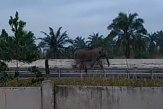 WADUH... Gajah di Duri  Terobos  Jalan Tol Pekanbaru-Dumai,  Ini Penampakannya...