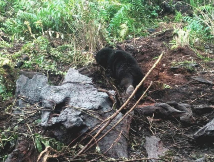 BBKSDA Selamatkan Anak Beruang Madu yang Terkena Jeratan Babi di Bengkalis 