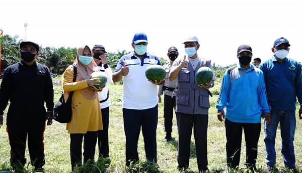 Panen Semangka di Merempan Hilir, Bupati Alfedri Ajak  Warga Produktif di Masa Pandemi Covid-19