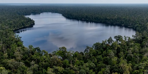 RER Catat Kemajuan Dalam Memperbaiki Hutan Rawa Gambut Utuh Terbesar di Sumatera