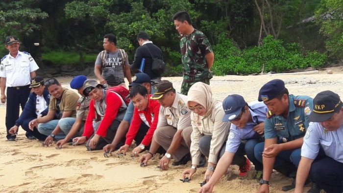 Konservasi Pulau Jemur, Tukik-tukit Dilepasliarkan ke Laut