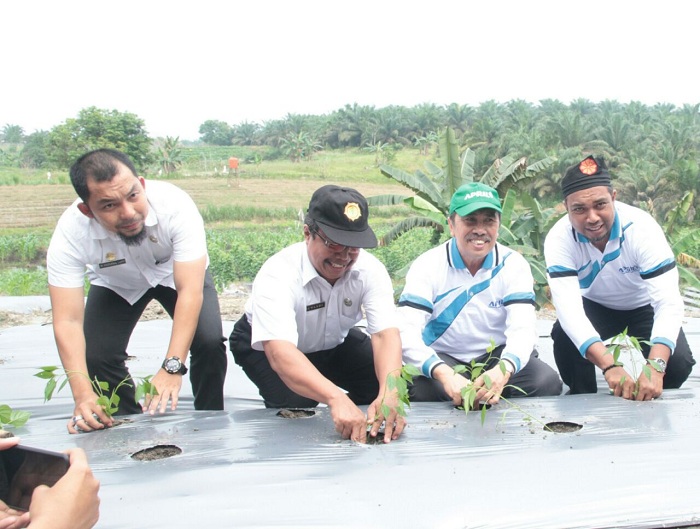 Tanam Cabai, Bupati Syamsuar Sebut Kelapa Sawit tak lagi Jadi Primadona