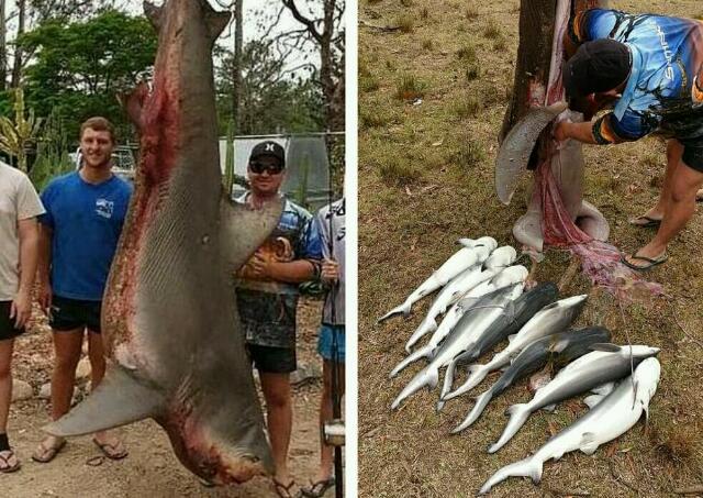 Tuai Pro dan Kontra, Pemancing Bunuh Hiu Banteng Lalu Tarik 9 Bayi dari Perutnya