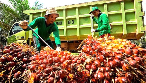MEWAH...MEWAH... Harga Sawit Tembus Rp2.048 Per Kilogram 