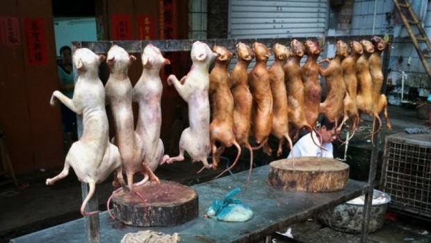 Peringatan! Ini Bahayanya Jika Anda Mengkonsumsi Daging Anjing