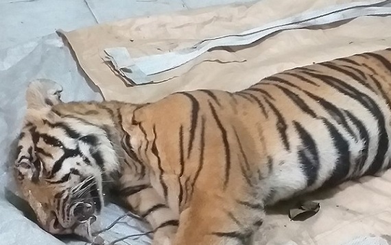 Anak Harimau Sumatera Mati Kena Jerat, di Dekatnya Ditemukan Bangkai Babi