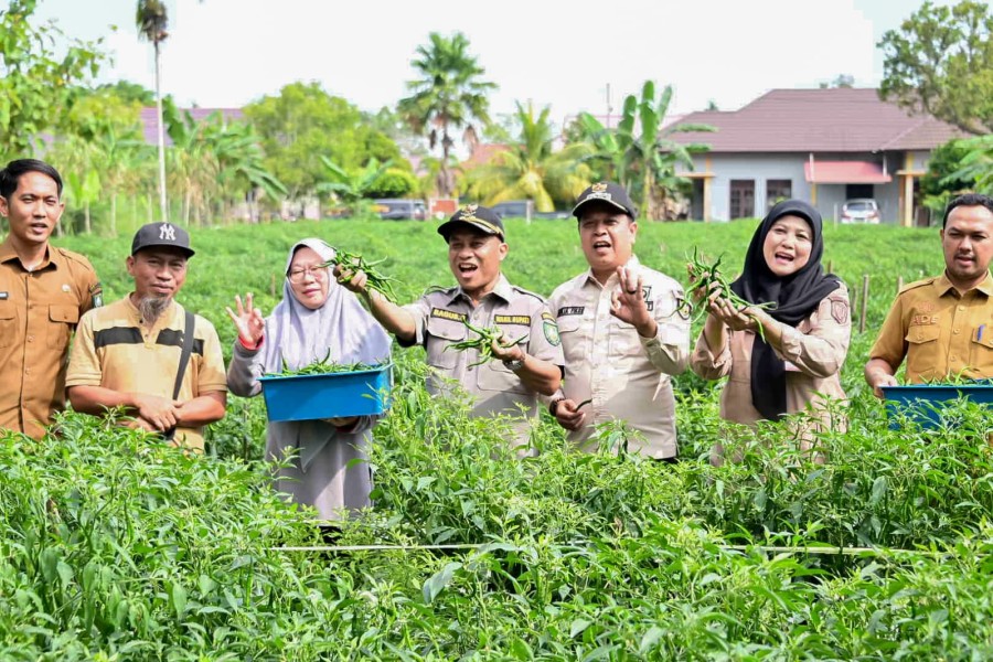 Dongkrak Ekonomi Desa, BUMDes Pasiran Panen 1,5 Ton Cabai Bersama Wabup Bagus Santoso
