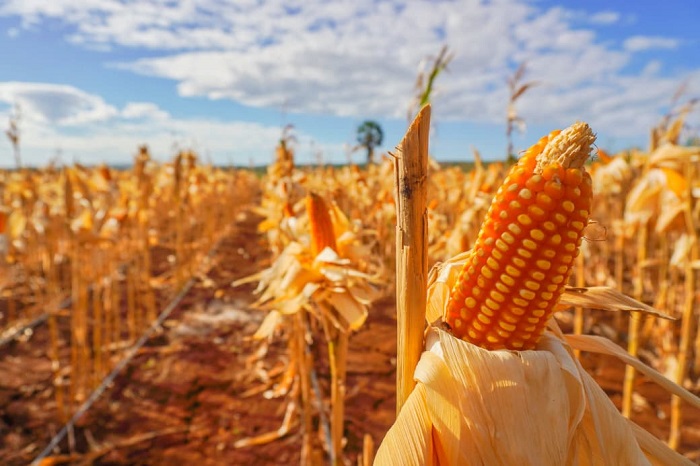Jaga Stabilitas Harga Telur dan Ayam, Pemerintah Segera Salurkan SPHP Jagung Pakan