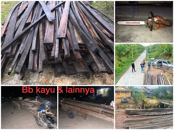 Polres Rohil Amankan Dua Orang  Diduga Pelaku Ilegal Logging di Sinaboi
