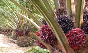 Harga TBS Kelapa Sawit Kemitraan Swadaya di Riau Periode 28 Agustus – 03 September 2024