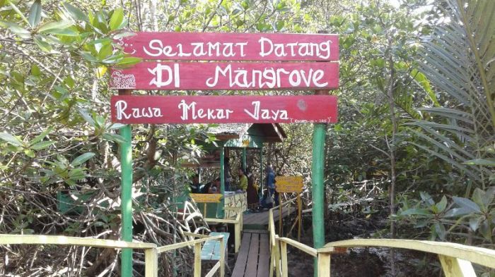 KEREN...Dilirik BRG, Ini Dia Wisata Hutan Mangrove Gambut di Riau