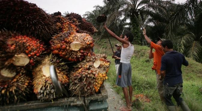 Harga Sawit  di Riau Tak Sampai Rp1.000, Anak Petani   Terancam Putus Sekolah, ''Sawit 2 Ton Cuma Sejuta...''