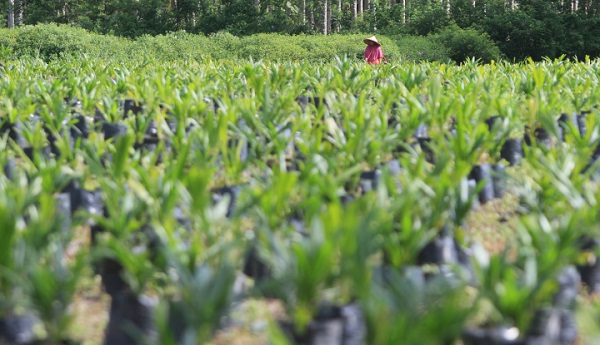 Tahun Ini Riau Dapat Jatah Replanting 14.000 Hektare Kebun kelapa Sawit