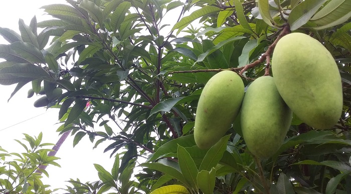 Jangan Dibuang, Ini Manfaat Daun Mangga untuk Kesehatan, Nomor 4 Tentu Sangat Mahal...