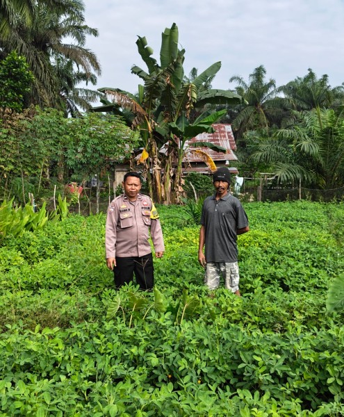 Melalui Program Asta Cita Kapolsek Singingi AKP. Azhari SH Sambangi Tanaman Kacang Milik Pak Wanto