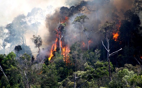 4 Hektare Lahannya Terbakar di Basilam Baru, Takut Ditangkap Polisi, Pengusaha Ini Melarikan Diri