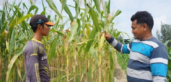 Awalnya Pola Tanam pun tak Tahu, Sekarang, Petani Siak Ini Bisa Panen 1,2 Ton Kacang Panjang