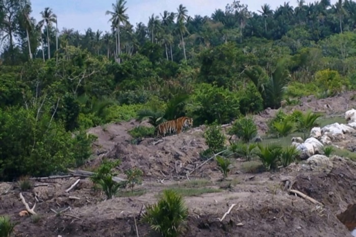 Keberadaan Harimau Sumatera  di Pulau Burung Terpantau Drone