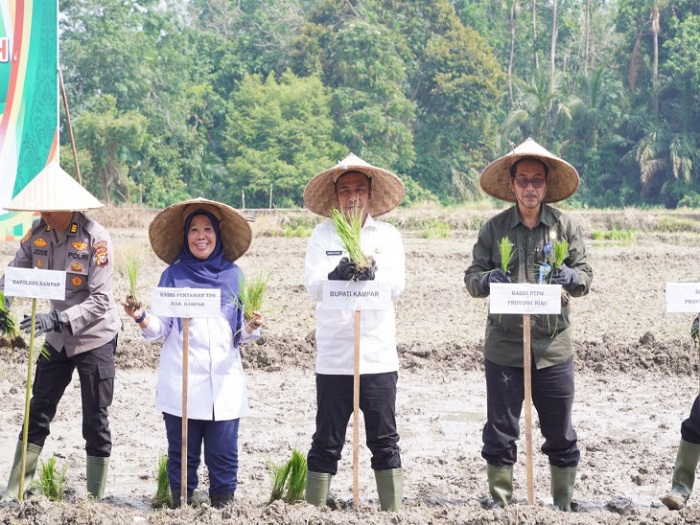 Bupati Kampar Canangkan Gerakan Tanam PADI Sawah Di Gapoktan Karya Indah