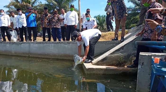 Bupati Rohul Bersama Kadis Perikanan Tebarkan 10.000 Benih Ikan Emas di Embung Desa Rantau Sakti